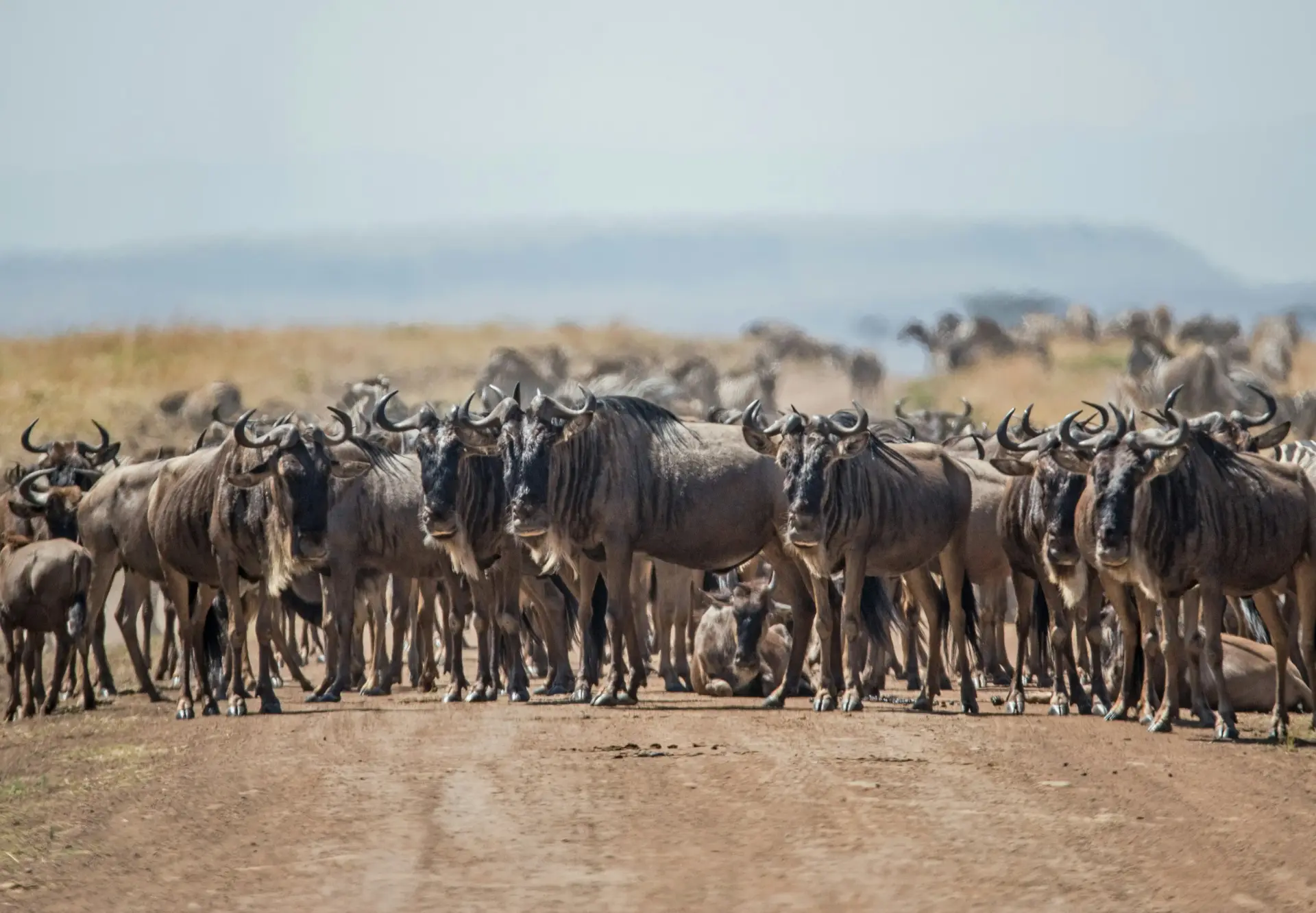 Wildebeest herds returning to the southern Serengeti plains in December