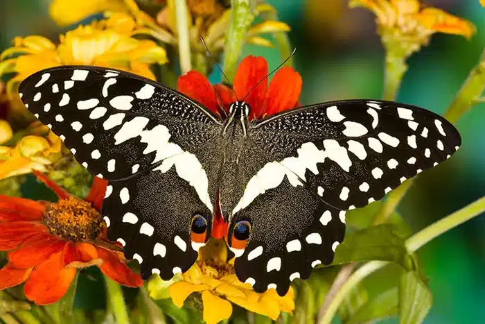 Butterfly at Kipepeo Butterfly Project near Gede, Kenya