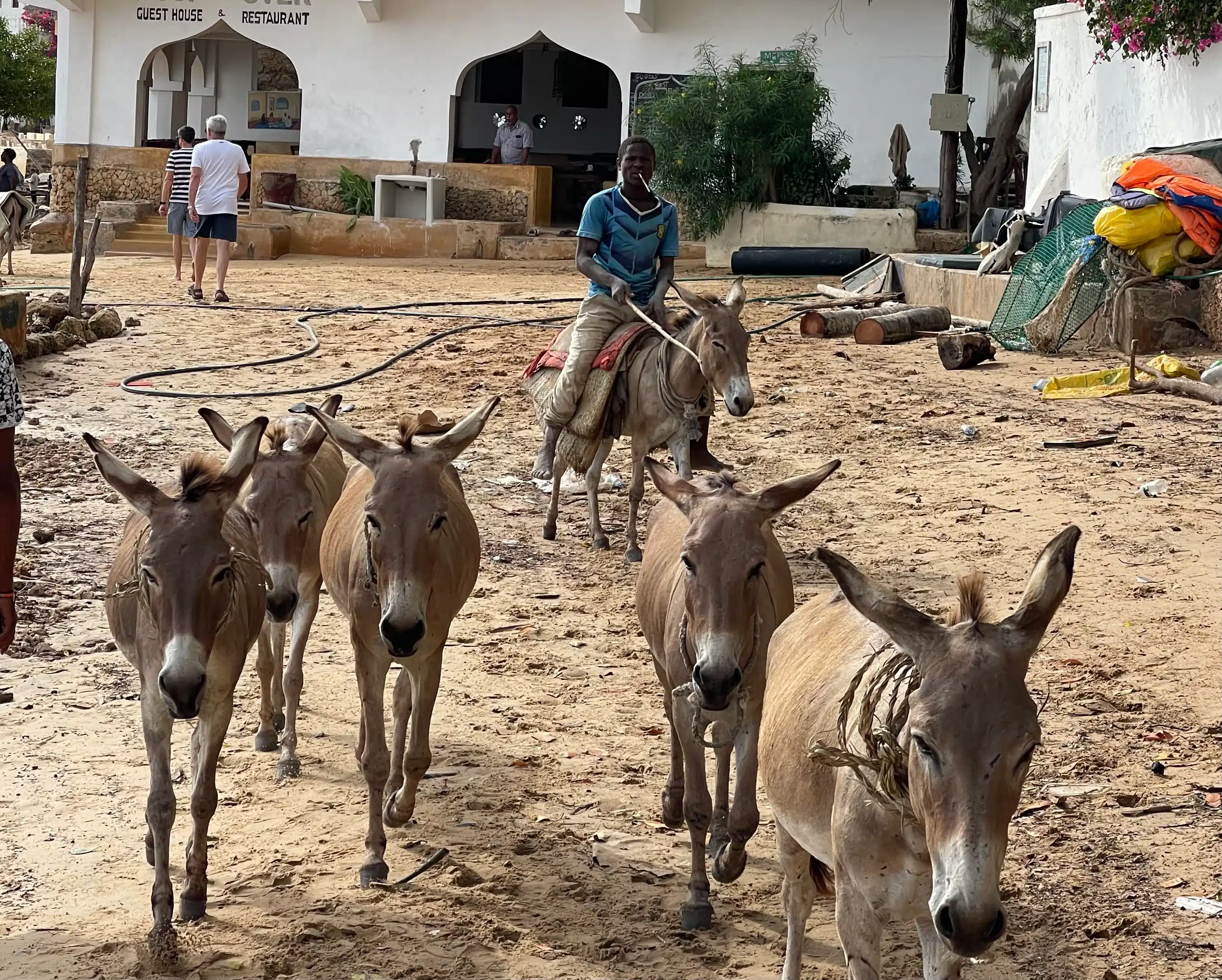 Donkeys receiving care at the Lamu Donkey Sanctuary