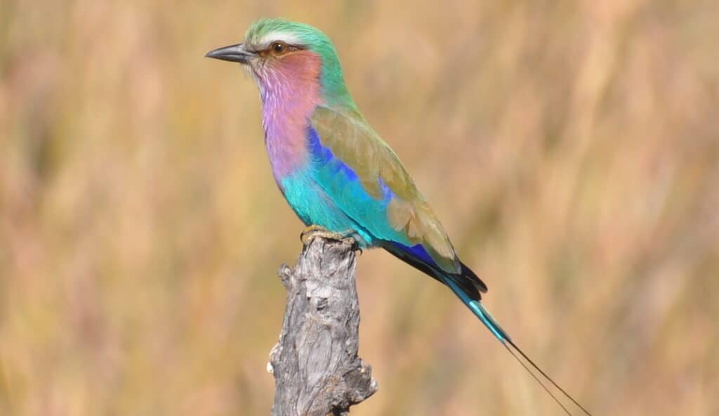 Lilac breasted Roller e1784794295988