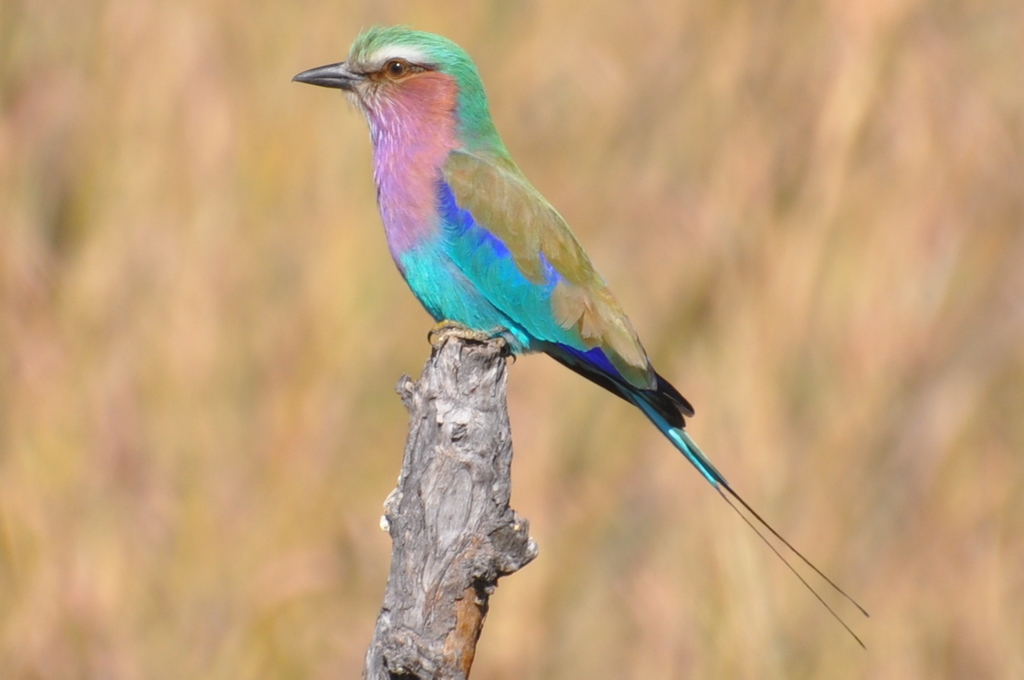 Wildlife identification charts 31 Lilac-breasted Roller
