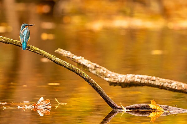 Mangrove kingfisher perched near the Kenya coast