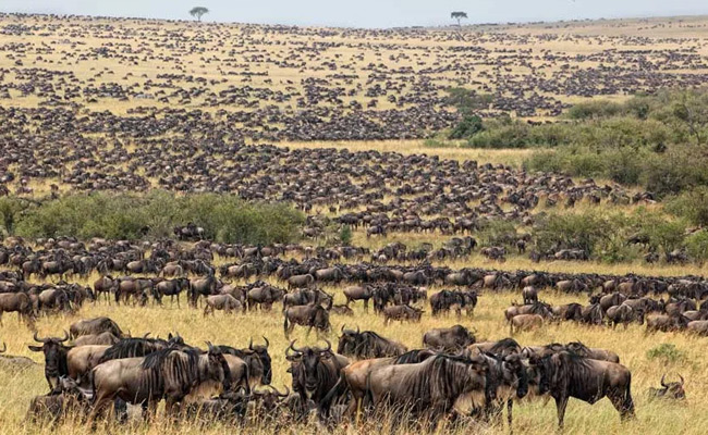Rolling hills of northern Serengeti near Kogatende