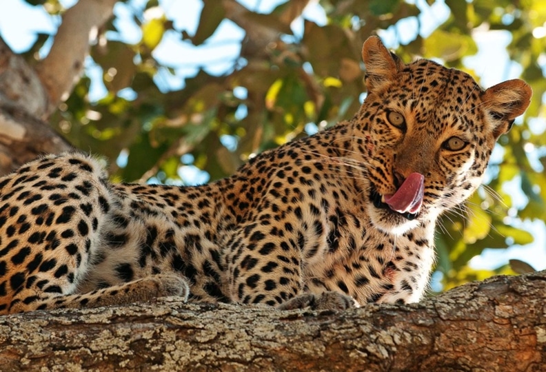 12-Day Ultimate Northern Tanzania Safari:
