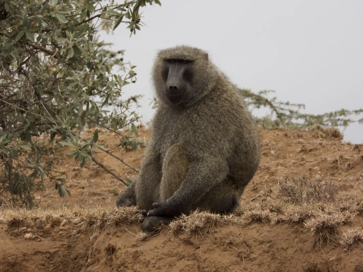 Wildlife identification charts 26 Olive Baboon