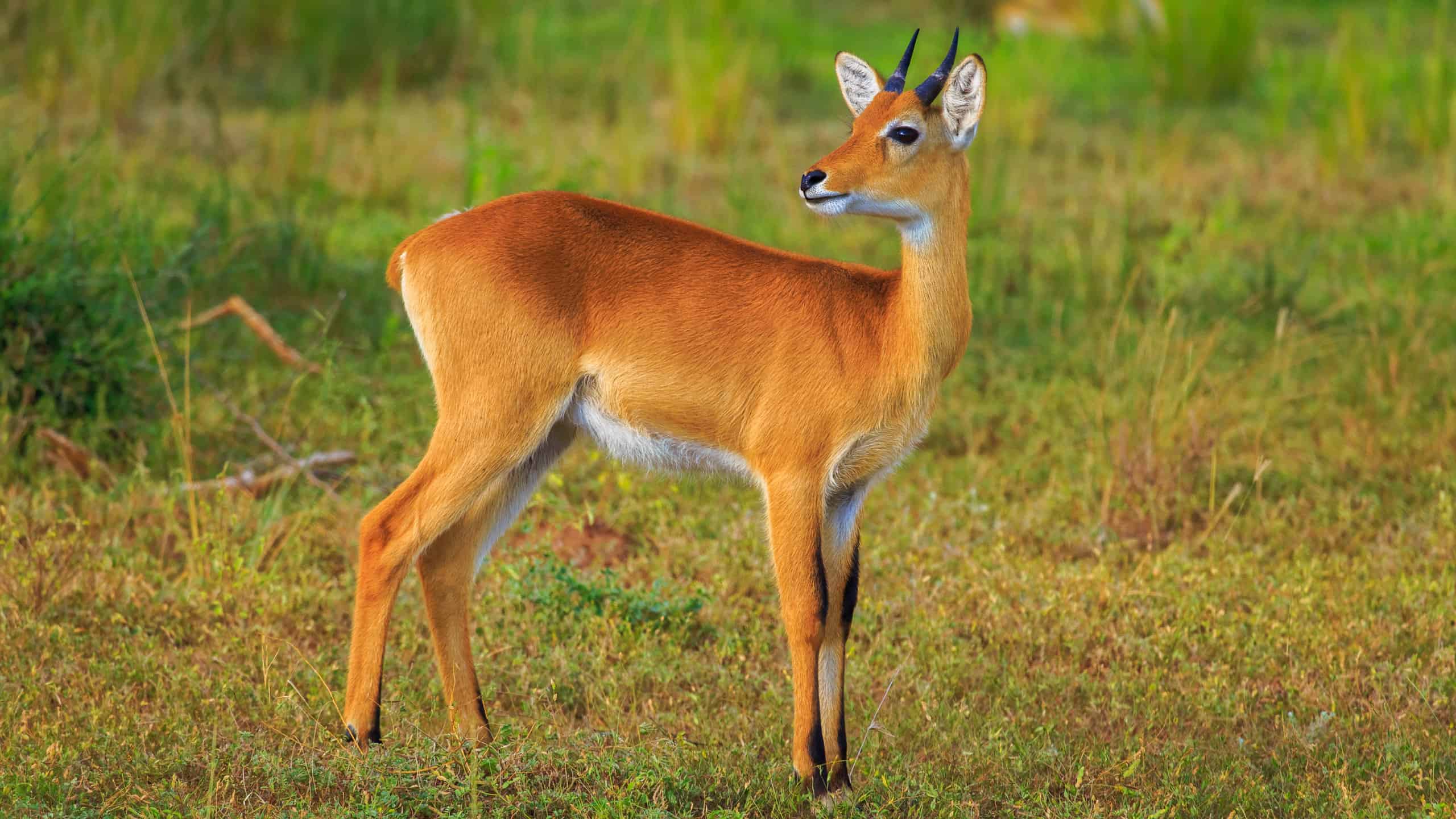 Wildlife identification charts 23 Oribi
