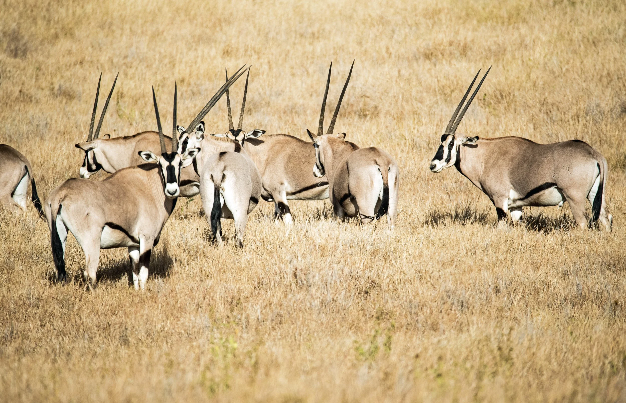 Oryx photograph