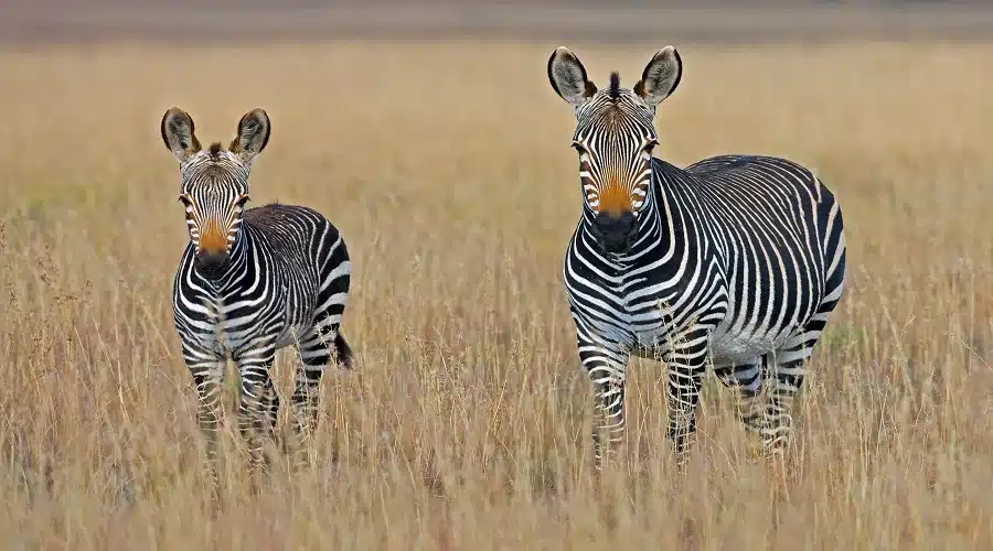 13-Day Kilimanjaro, Safari & Zanzibar: