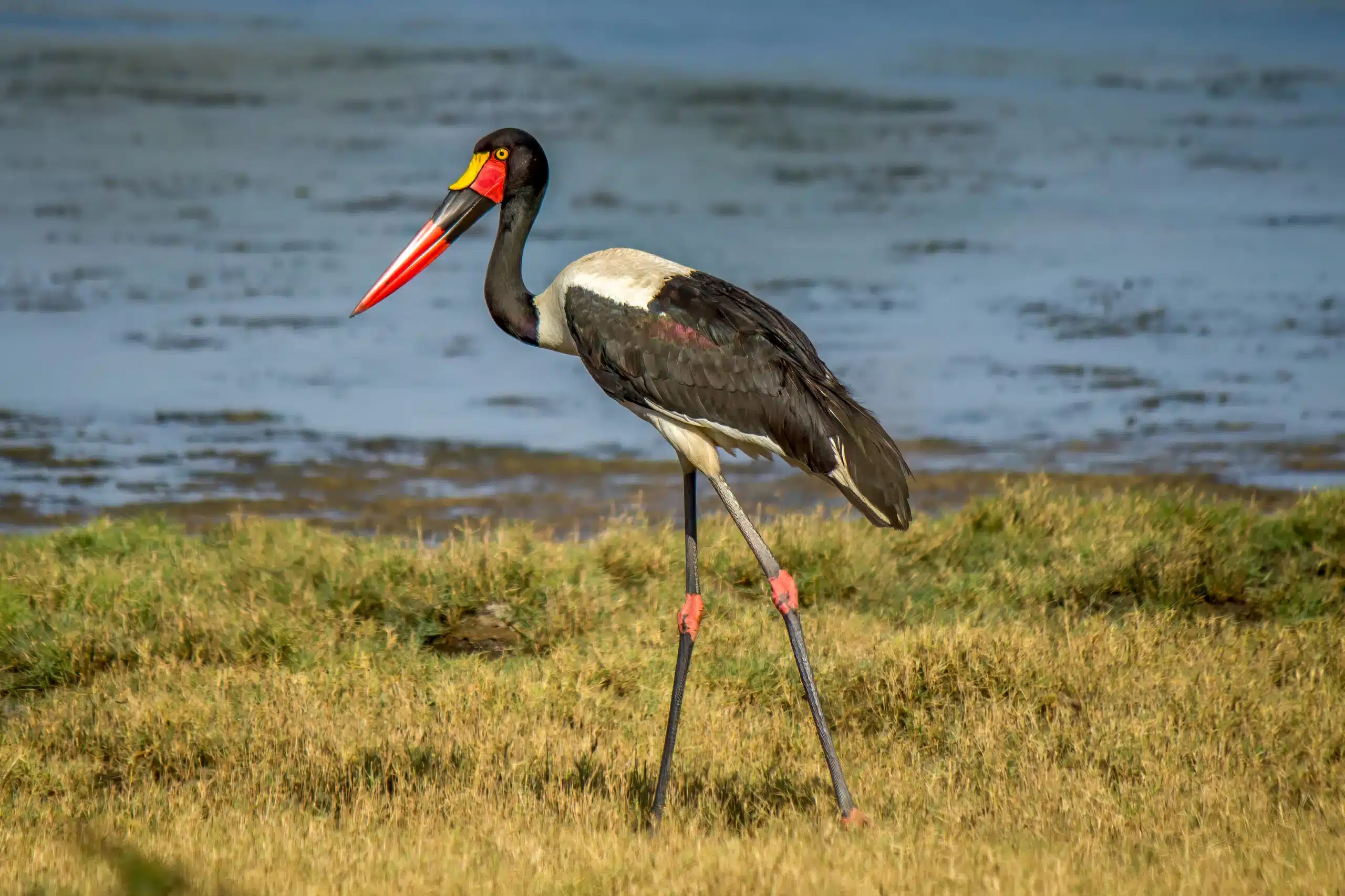Wildlife identification charts 39 Saddle-billed Stork