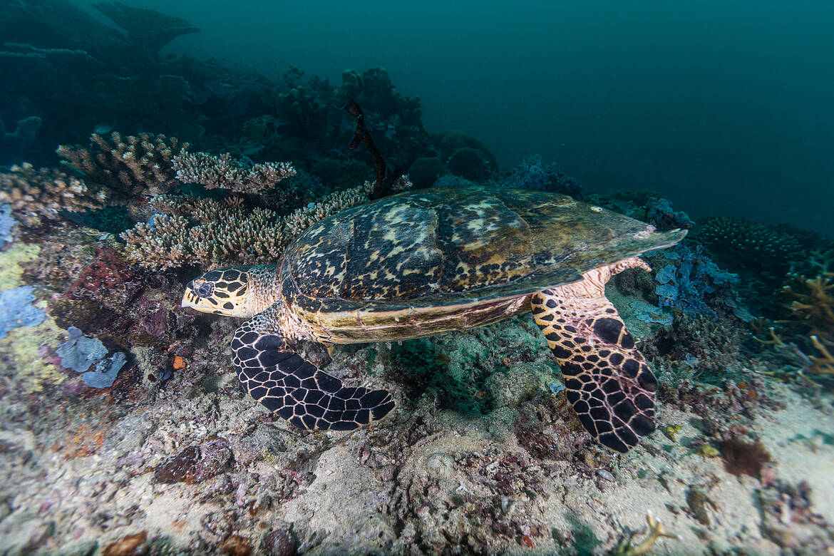 Turtle Conservation center at Mnarani