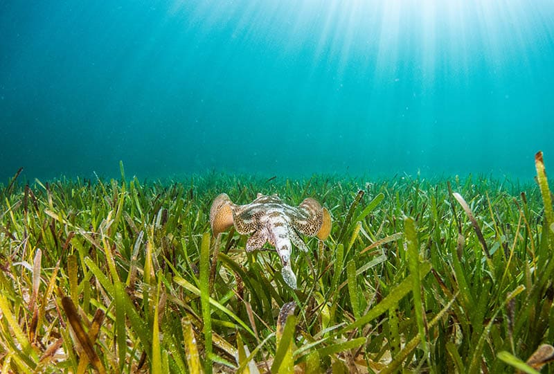Seagrass meadow habitat where dugongs occasionally forage