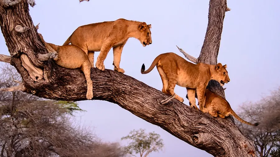 10-Day Northern Safari & Zanzibar: