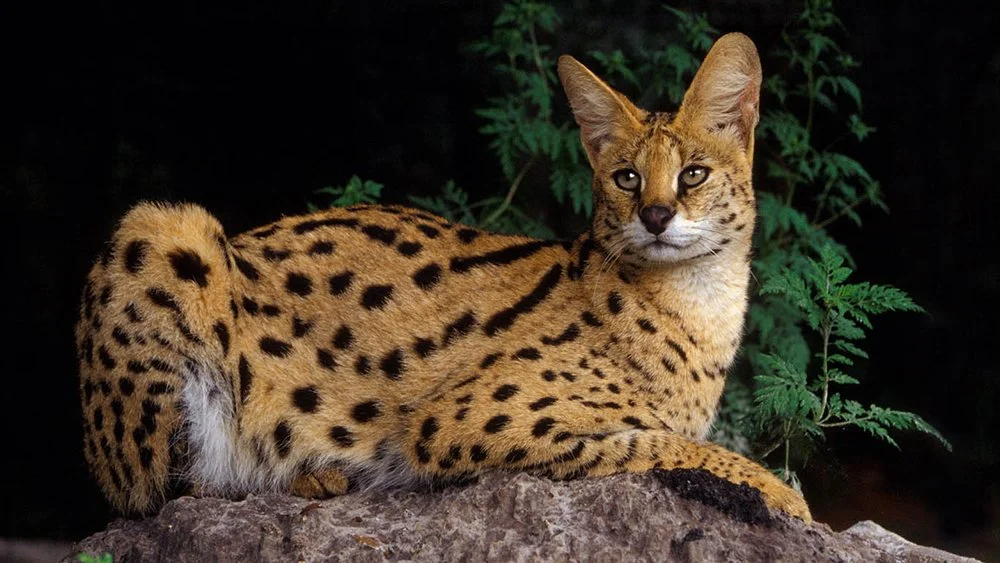 Wildlife identification charts 9 Serval