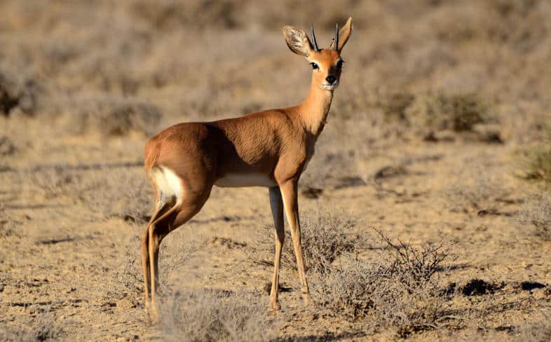 Wildlife identification charts 24 Steenbok
