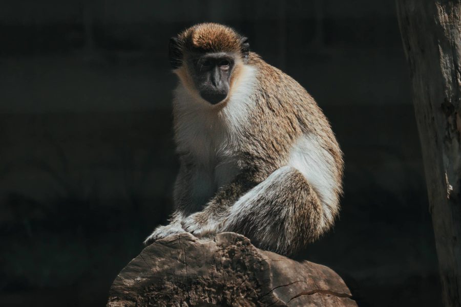 Wildlife identification charts 27 Vervet Monkey