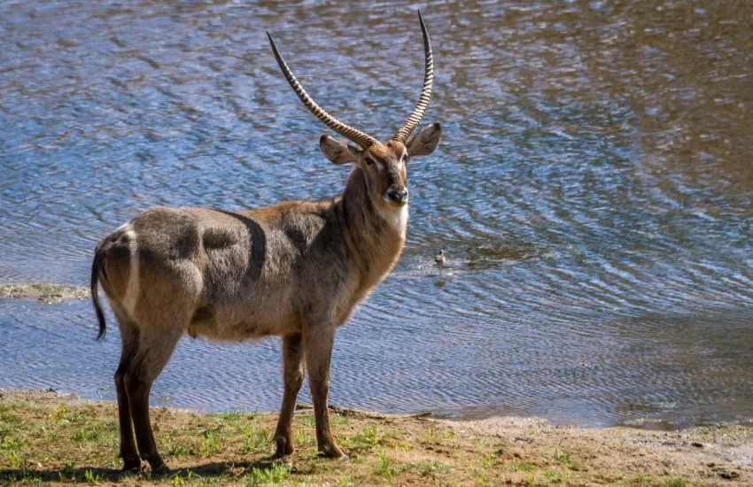 Wildlife identification charts 15 Waterbuck