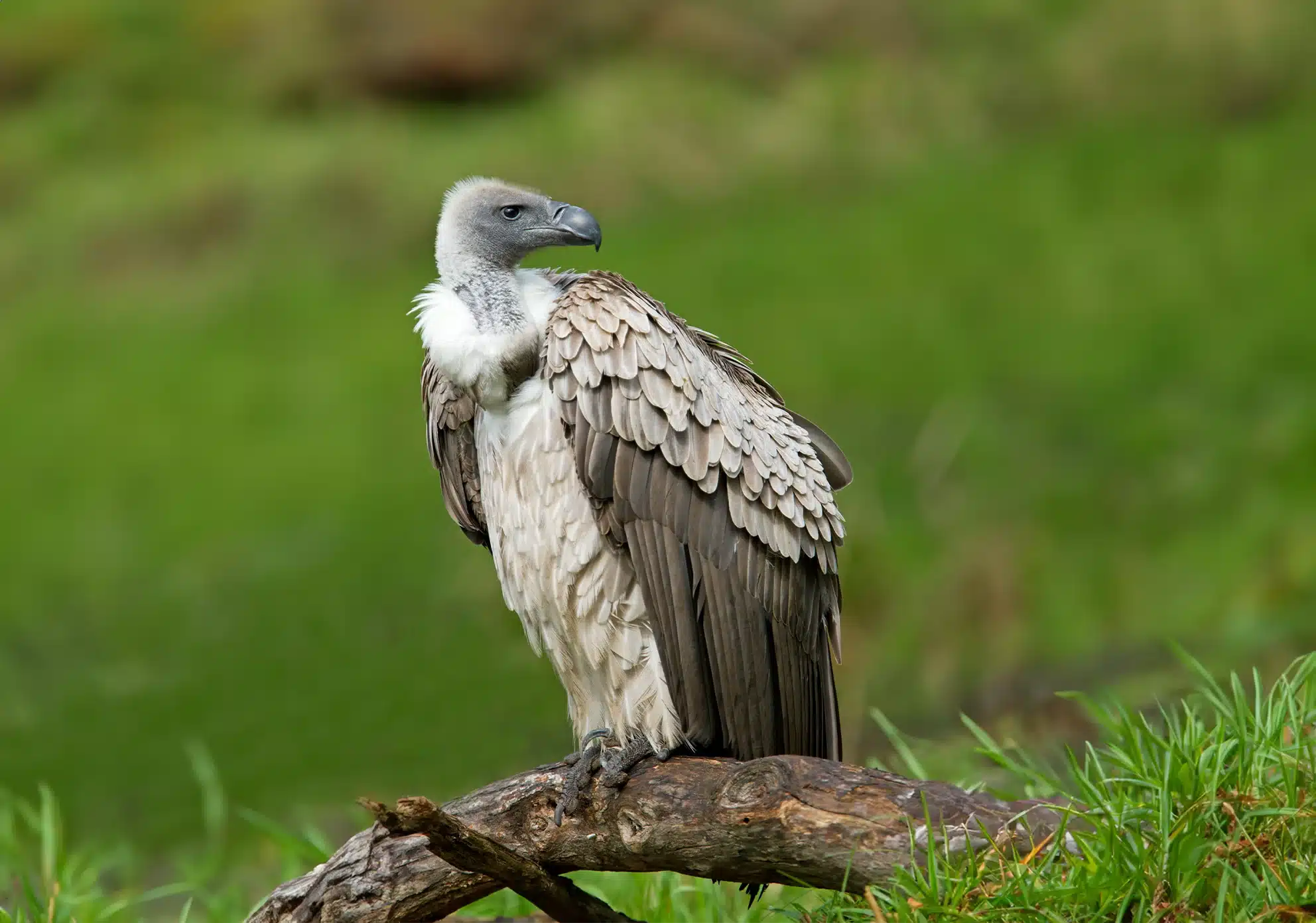 Wildlife identification charts 36 White-backed Vulture