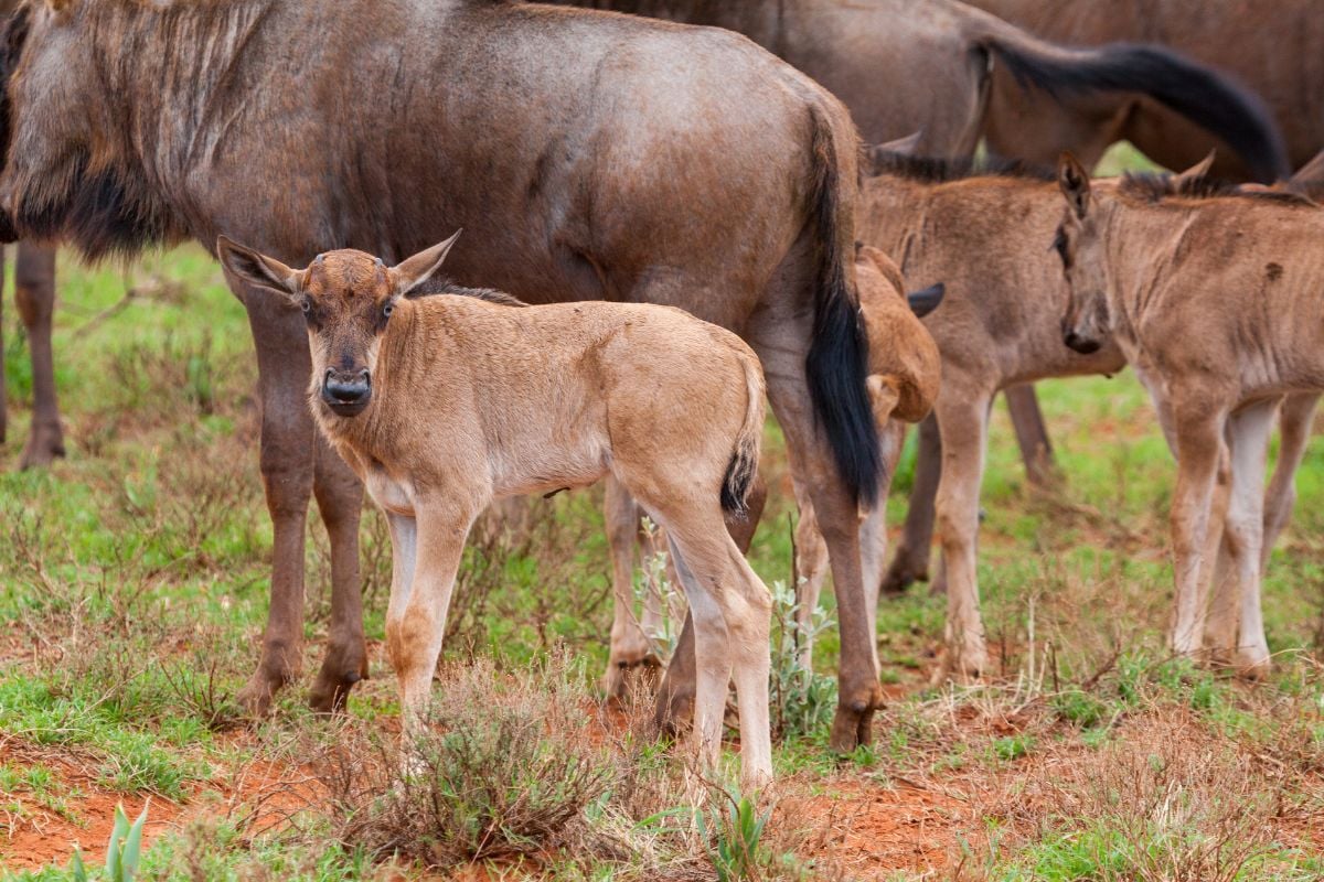 River Crossings & Calving