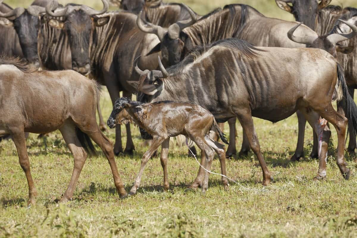Ndutu plains during calving season in southern Serengeti