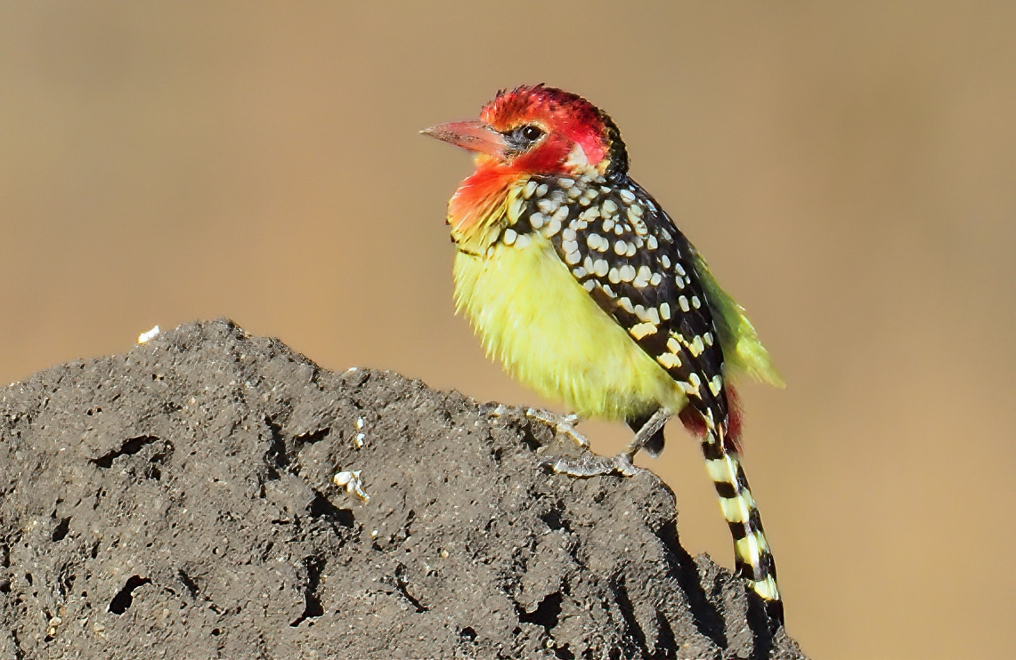 Red and yellow barbet perched on a woodland branch