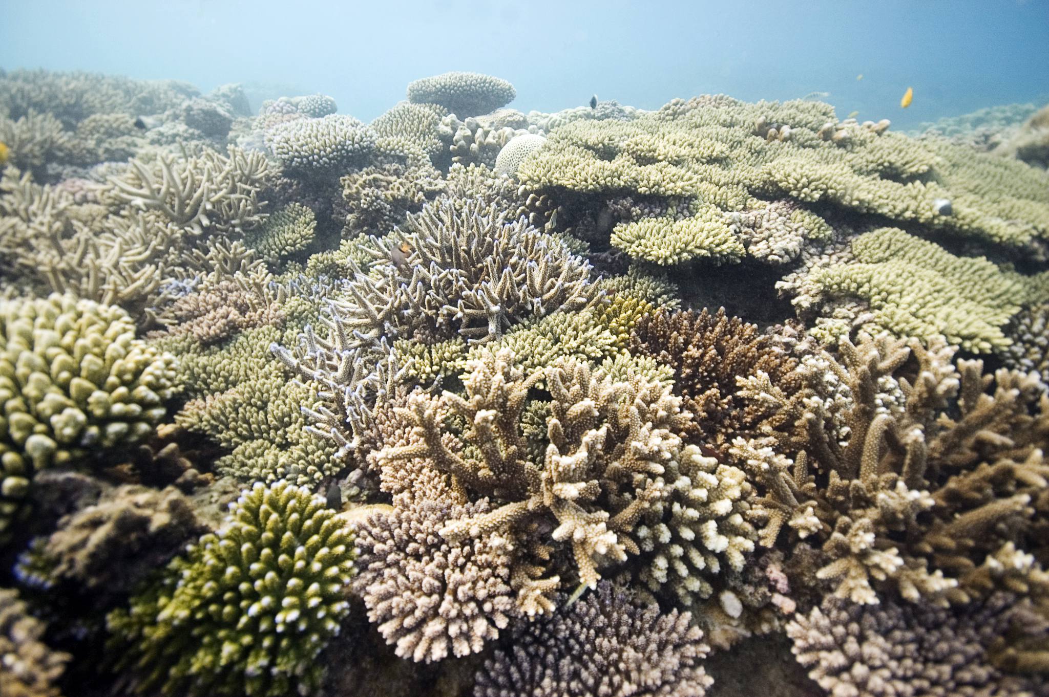 Chumbe Island Marine Sanctuary