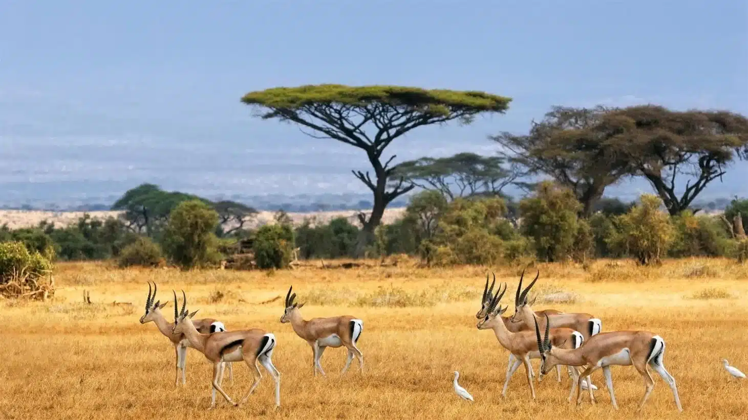 6-Day Amboseli & Maasai Mara Fly-Drive Safari: