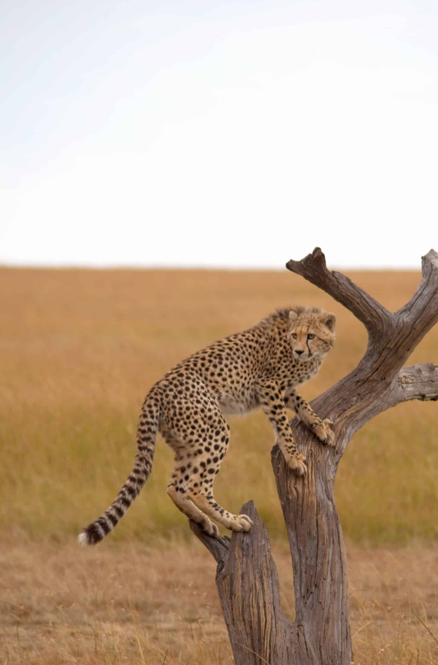 cheetah climbing a tree in the african savanna 2026 01 09 11 05 03 utc scaled 1