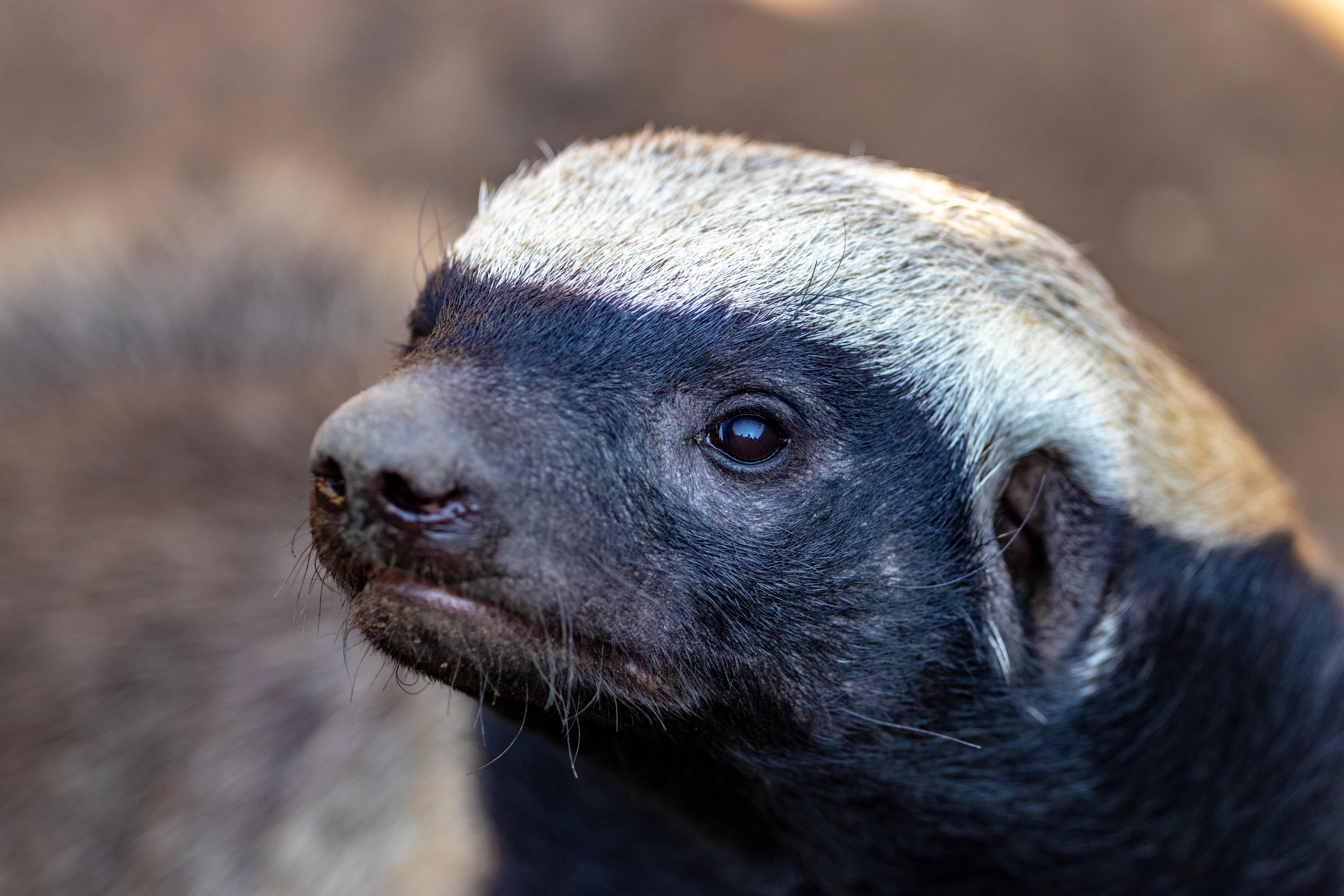 Wildlife identification charts 12 Honey Badger