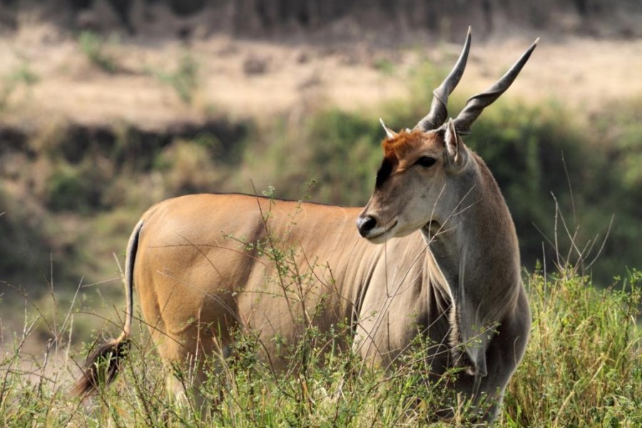 Wildlife identification charts 13 Common Eland