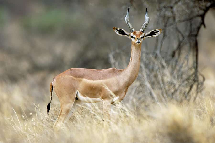 Gerenuk photograph