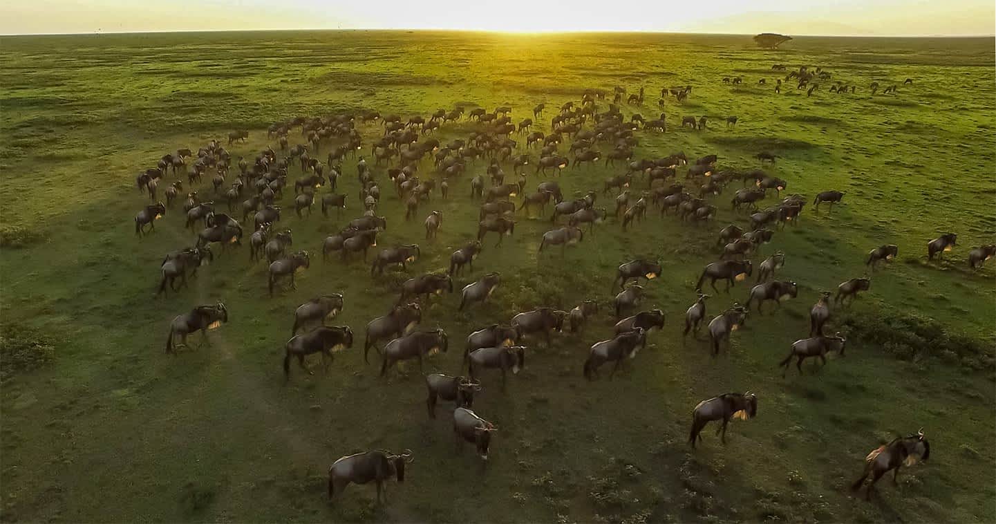 Lush green Serengeti landscape during the long rains in April
