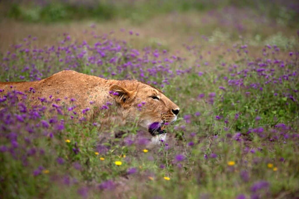 Ngorongoro Crater in April