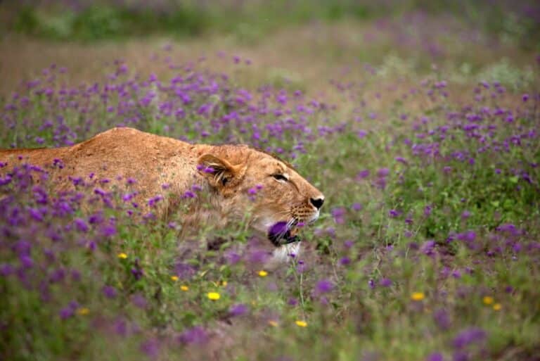 Ngorongoro Crater in April: Green Season Safari