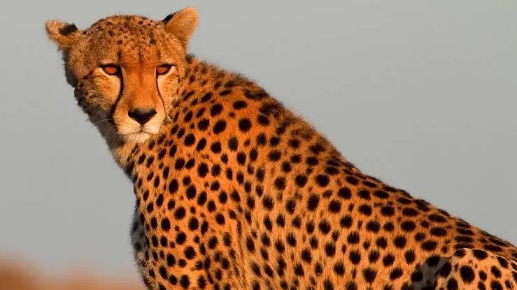 Cheetah photograph