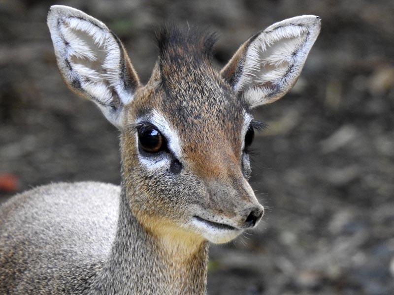 Wildlife identification charts 21 Kirk's Dik-dik