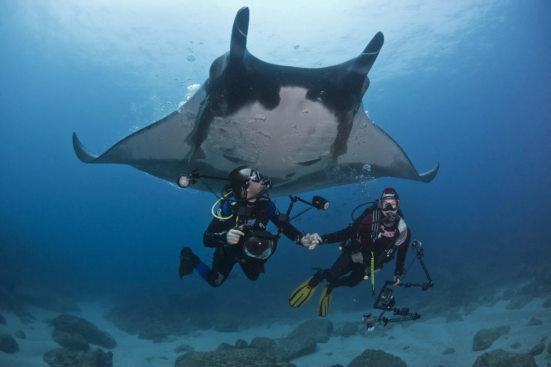 Manta ray at a cleaning station near Mafia Island