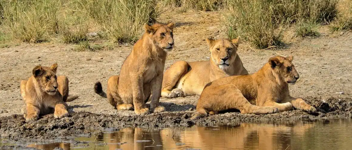 16-Day Kilimanjaro, Safari & Beach Grand: