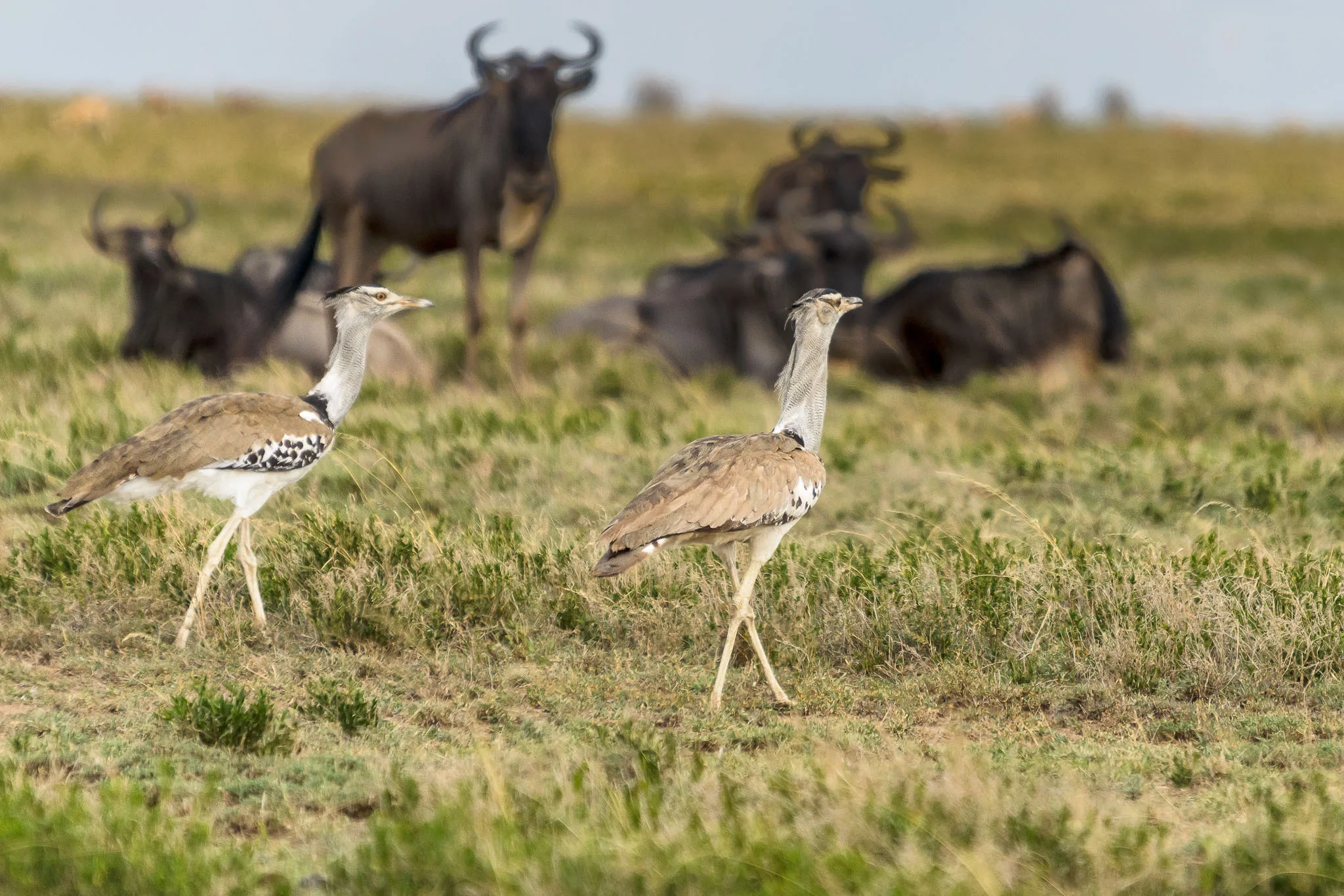 Wildlife identification charts 32 Secretary Bird