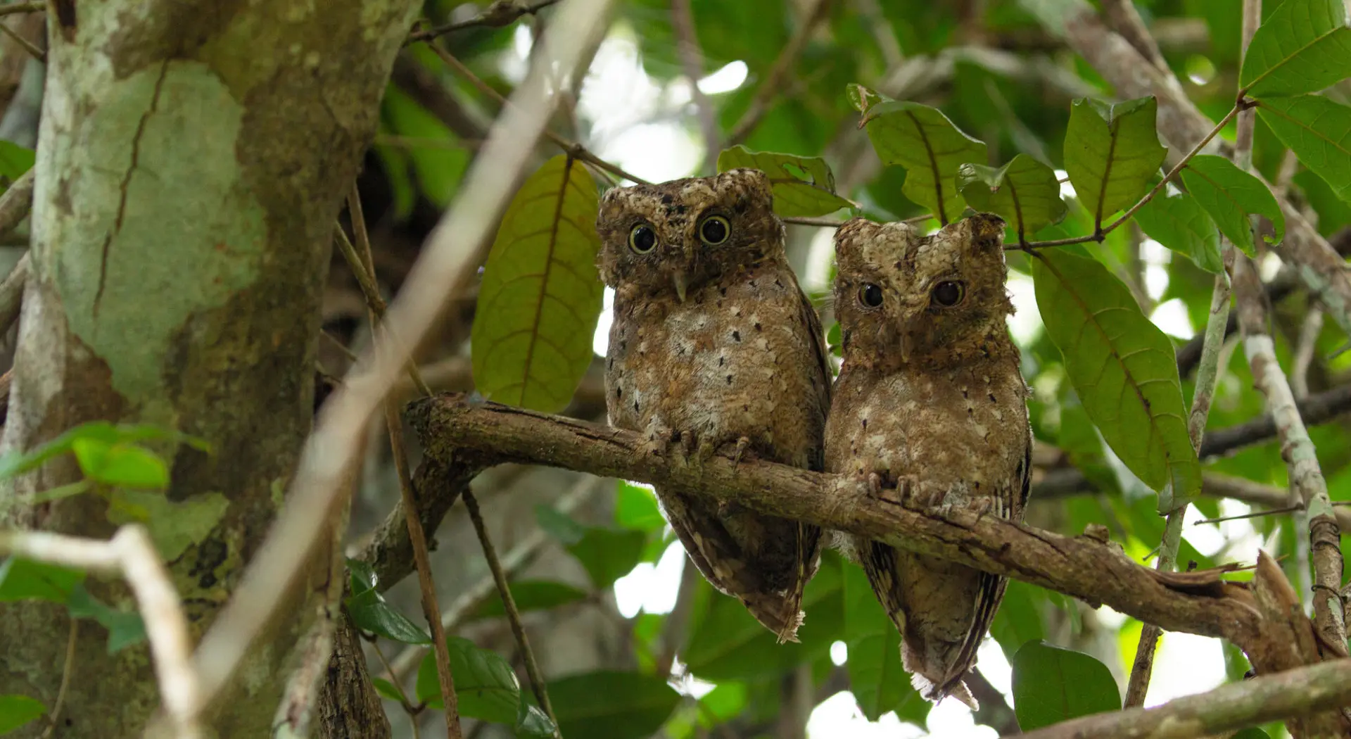 Sokoke scops owl in Arabuko Sokoke Forest