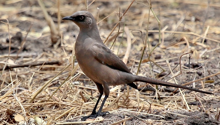 Ashy starling in Tarangire baobab woodland