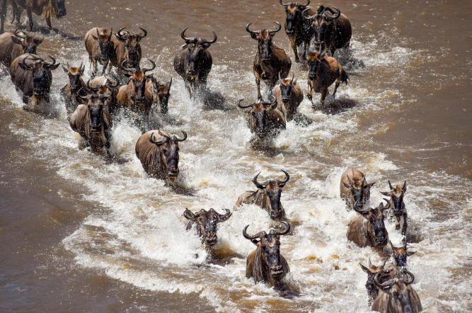 High-Stakes Great Migration & Mara River Crossing Tracking
