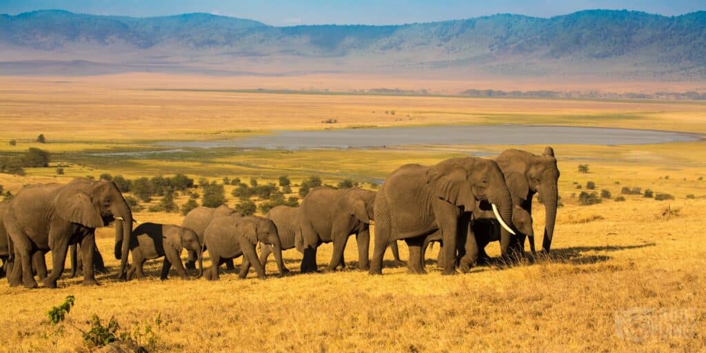 Ngorongoro Crater