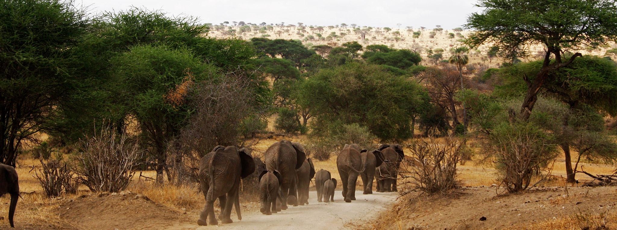 Tarangire National Park