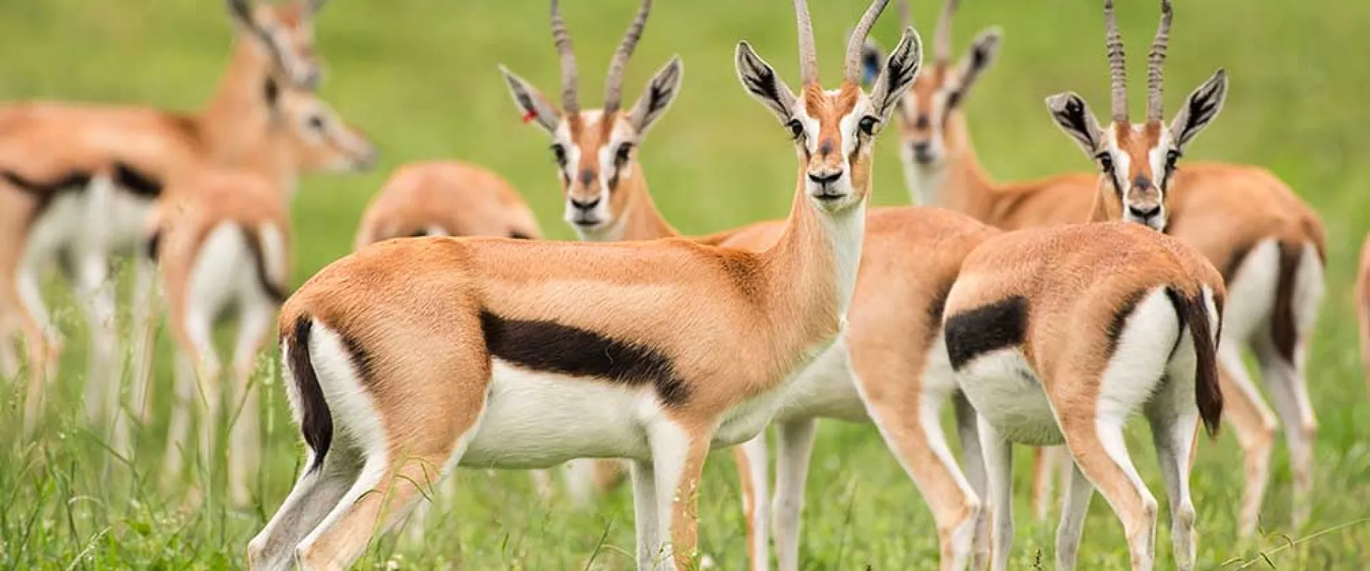 Wildlife identification charts 20 Thomson's Gazelle