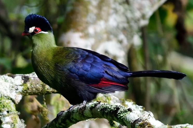 Hartlaub's turaco perched in montane forest canopy