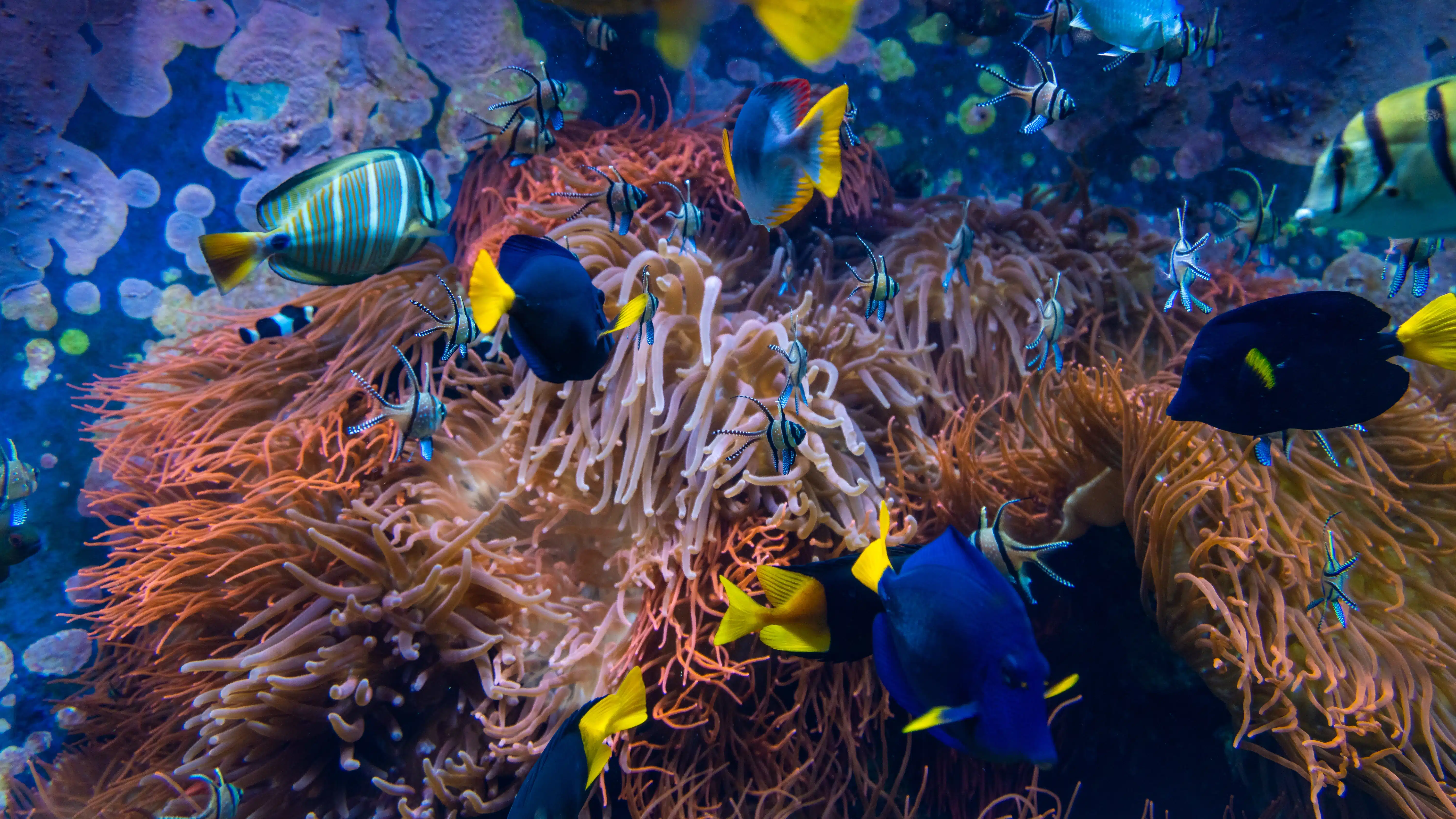 Beach Reef Snorkelling