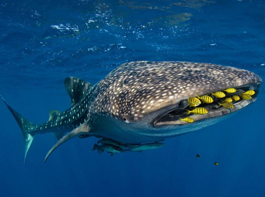Wildlife identification charts 45 Whale Shark