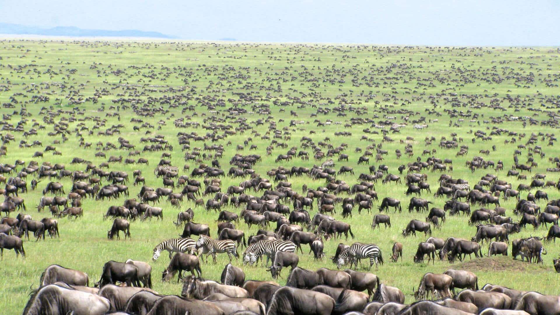 Wildebeest columns moving toward the Western Corridor in May