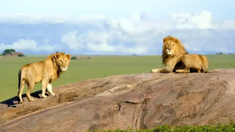 Ngorongoro to Serengeti: Road, Travel Time and Tips