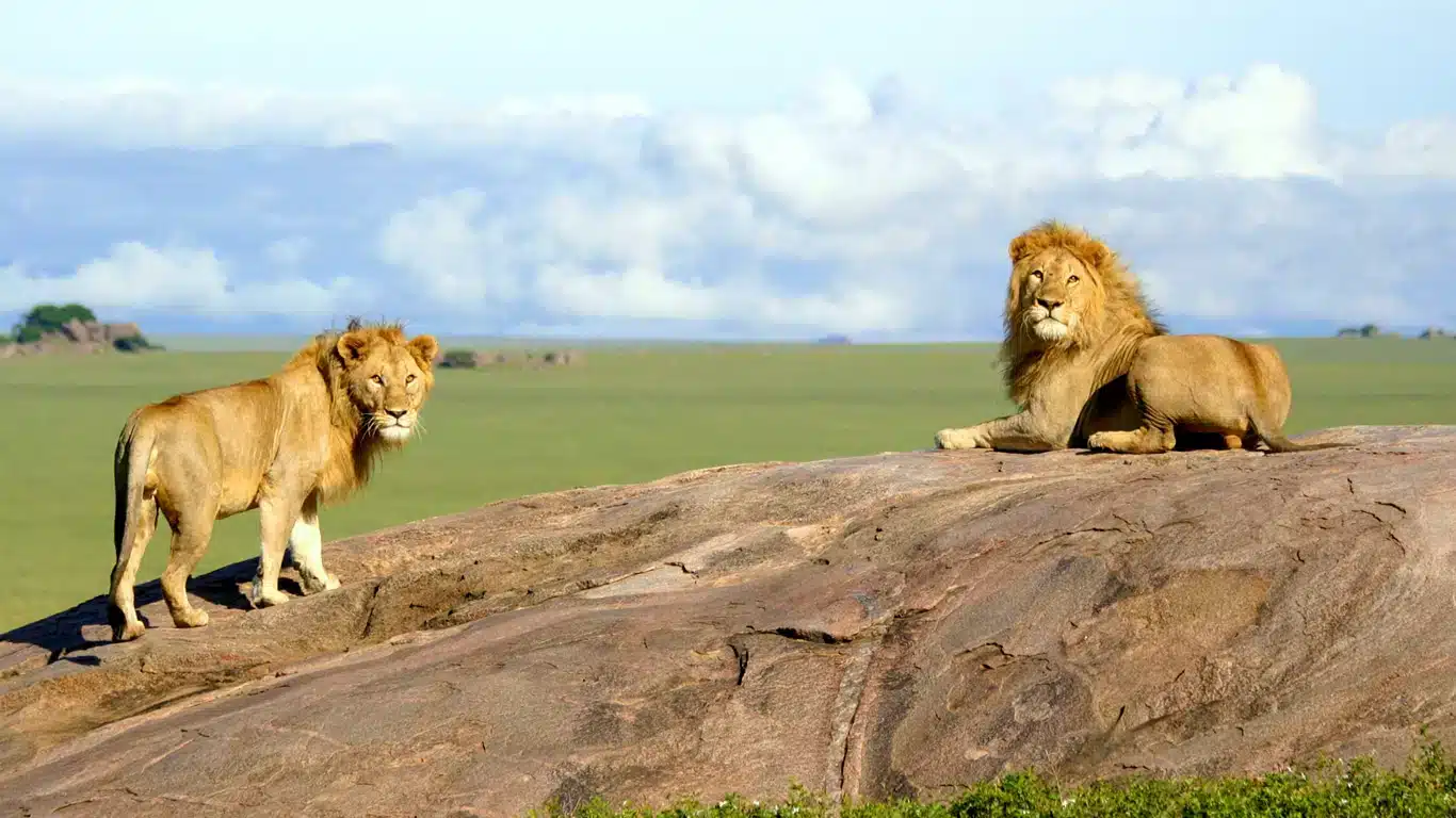 Serengeti in March: Late Calving and Green Season Beauty 1 Ngorongoro to Serengeti